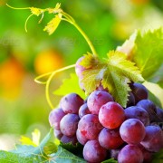 Grapes
